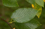 Cherry birch <BR>Sweet birch